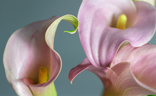 Fioricoltura